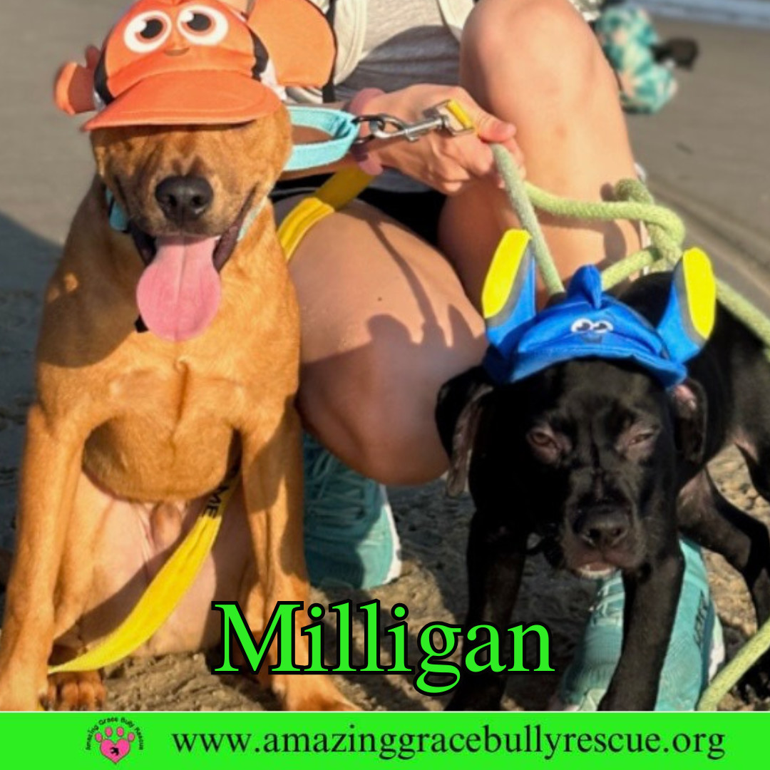 Mulligan