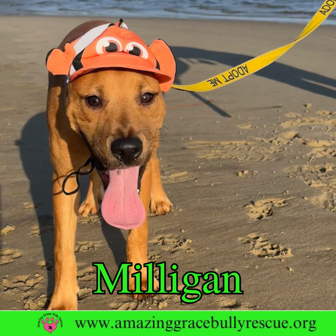 Mulligan