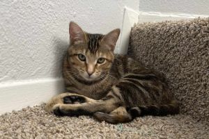 Tito, Young Female Tabby