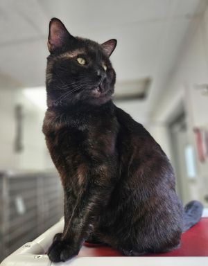 Noa Domestic Short Hair Cat