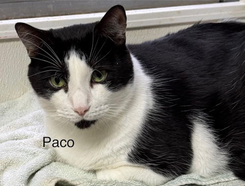 Paco - Center 3
