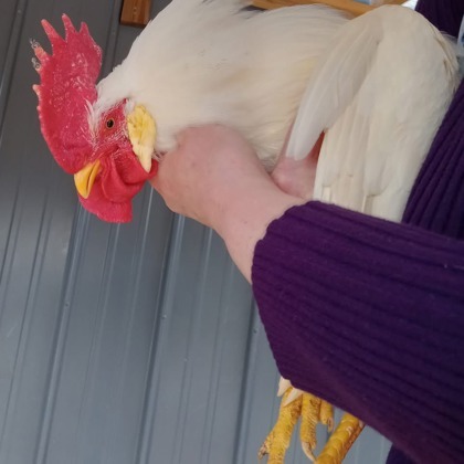 Foghorn Leghorn