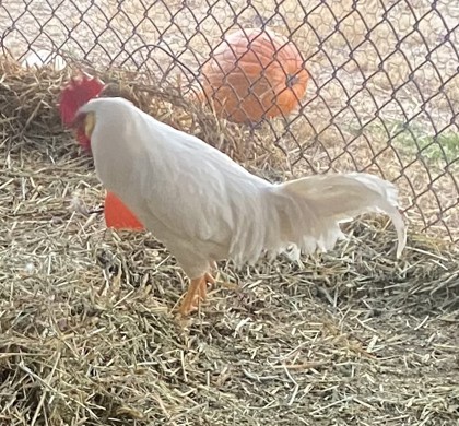 Foghorn Leghorn 2
