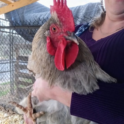 Heihei 1