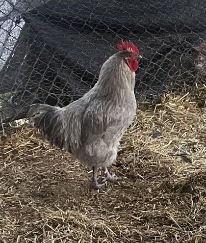 Heihei 2