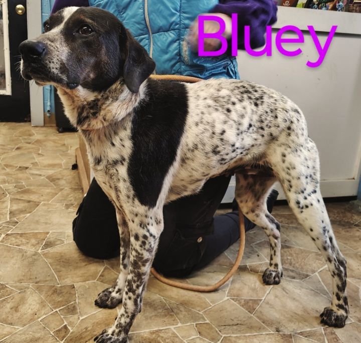 Bluey 1