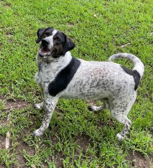Bluey, Adult Female Bluetick Coonhound