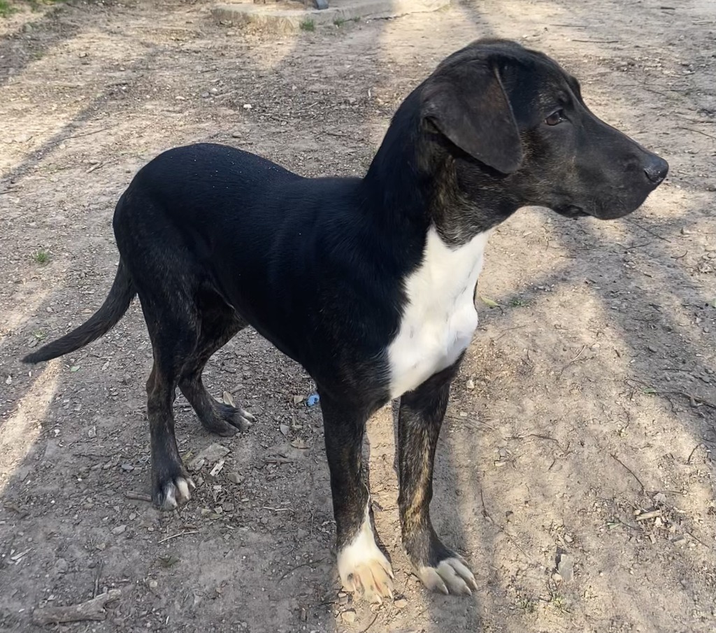 Max