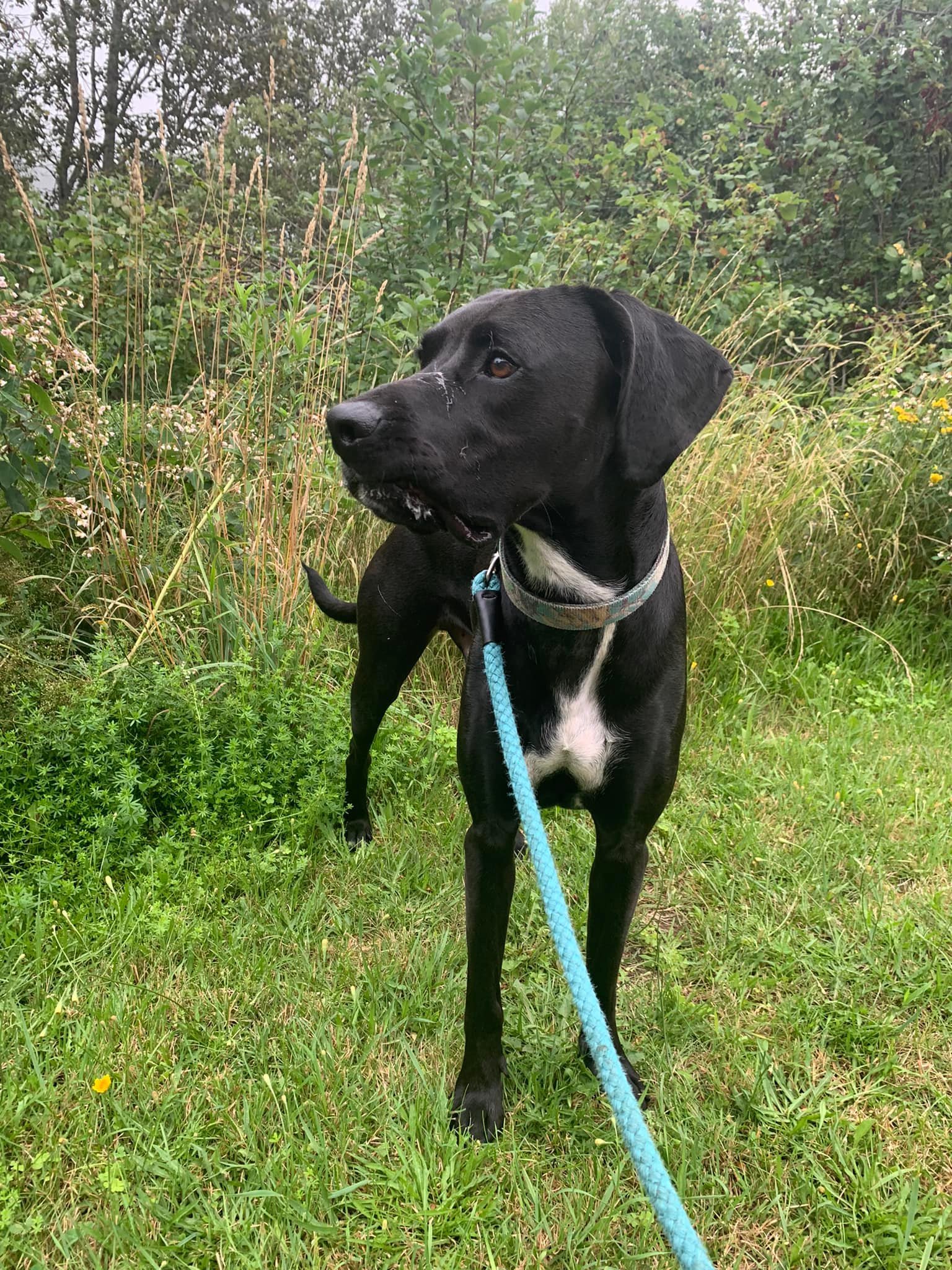 Smokey, an adoptable Boxer, Treeing Walker Coonhound in Glover, VT, 05839 | Photo Image 1