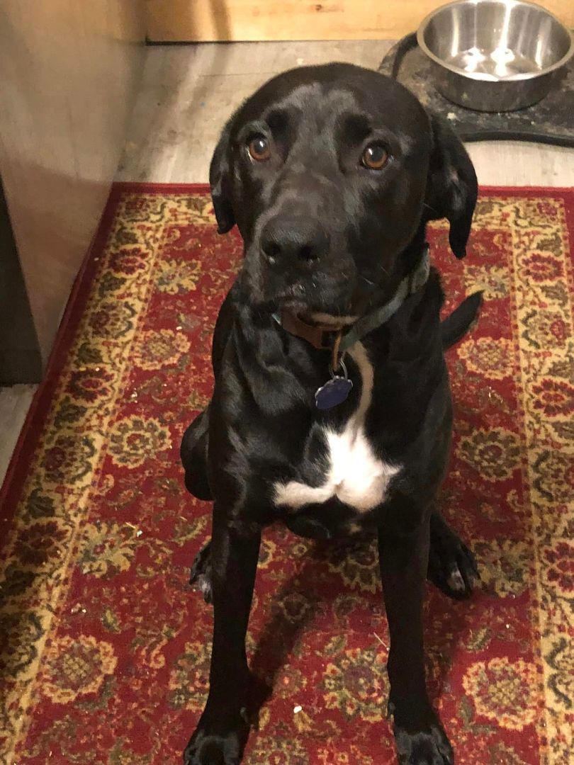 Smokey, an adoptable Boxer, Treeing Walker Coonhound in Glover, VT, 05839 | Photo Image 2