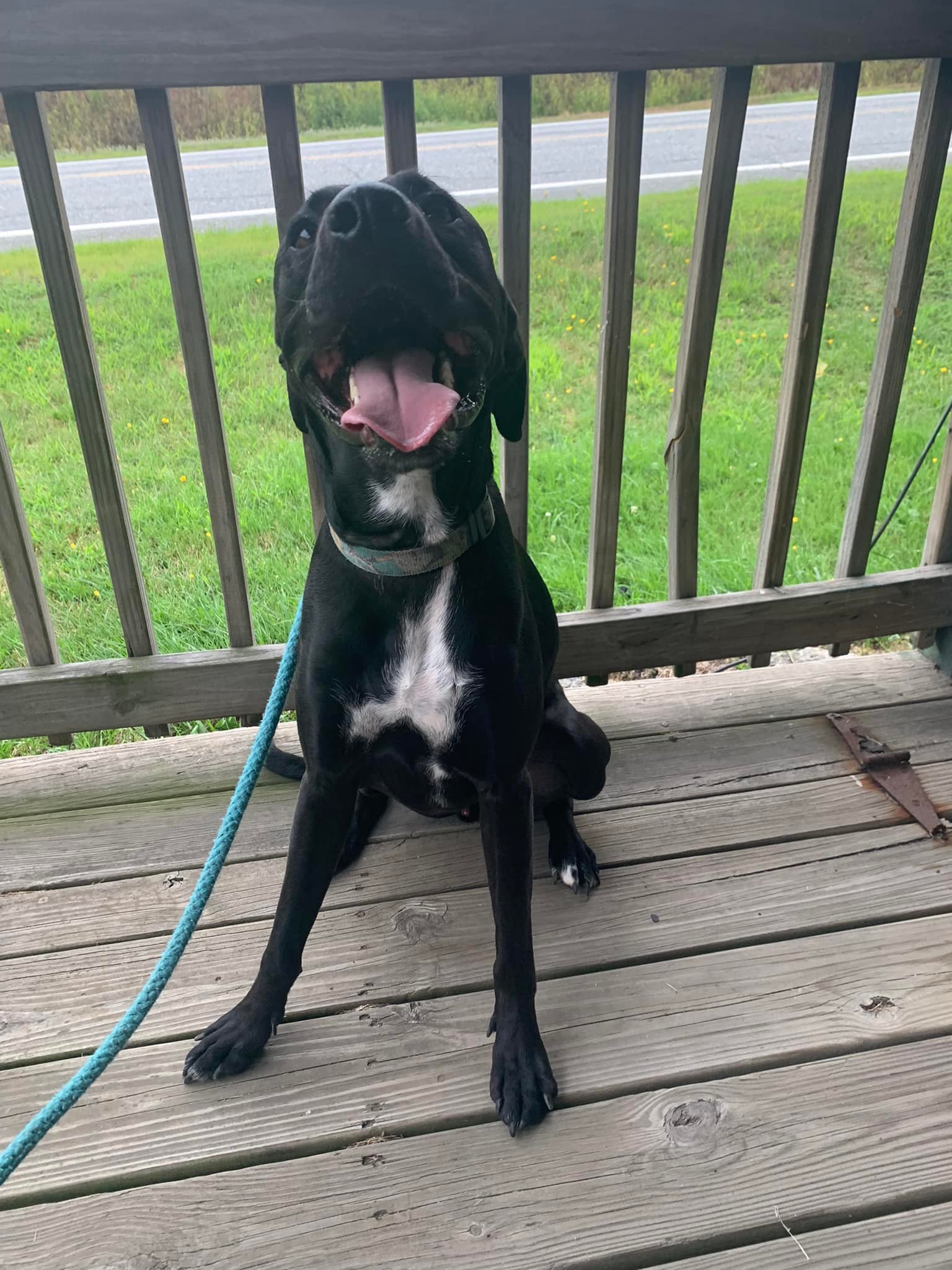 Smokey, an adoptable Boxer, Treeing Walker Coonhound in Glover, VT, 05839 | Photo Image 3