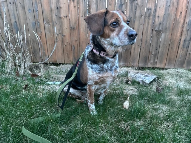 Bella, an adoptable Australian Cattle Dog / Blue Heeler, Beagle in Glover, VT, 05839 | Photo Image 1