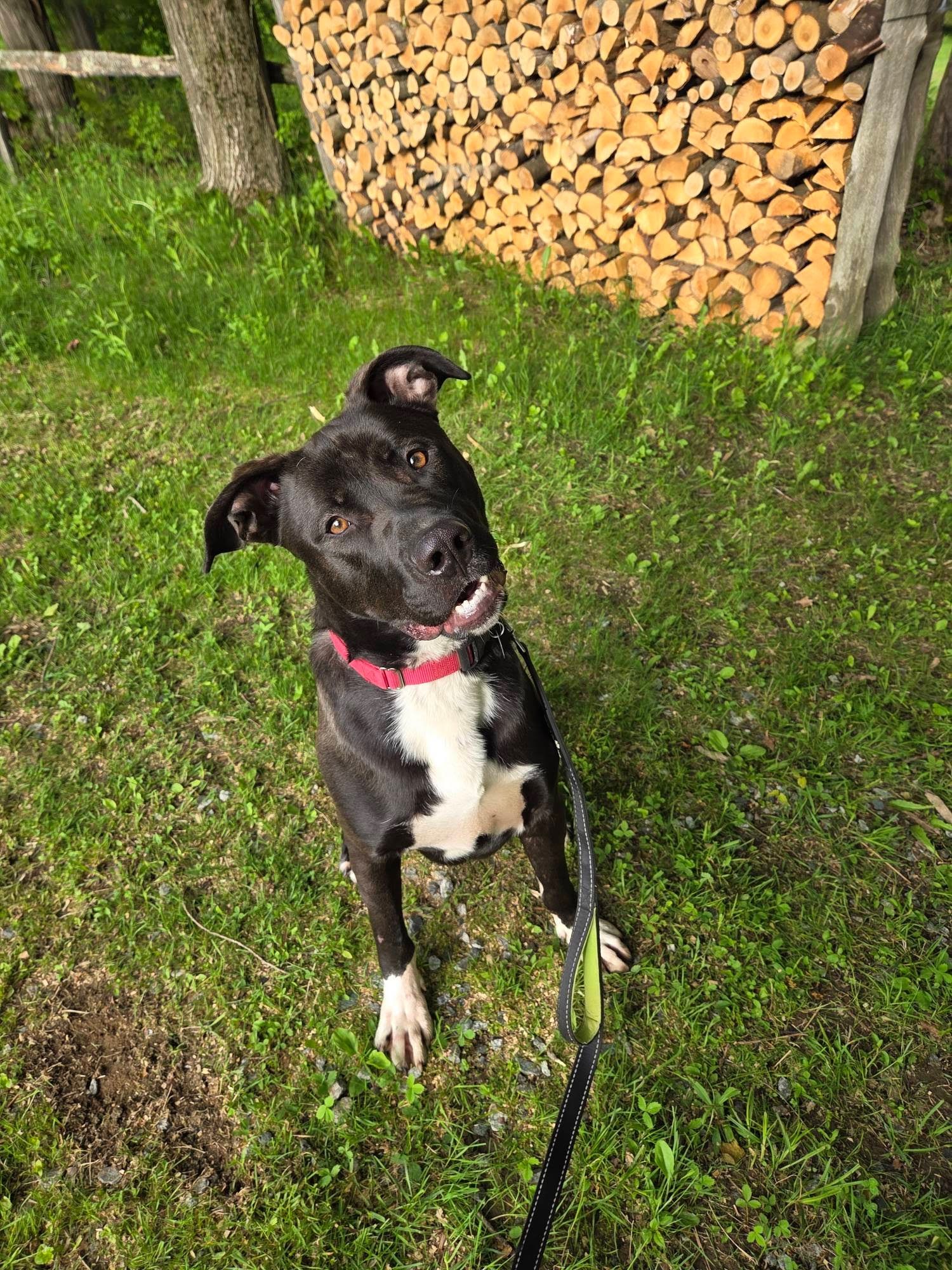 Potato, an adoptable Pit Bull Terrier, German Shepherd Dog in Glover, VT, 05839 | Photo Image 1