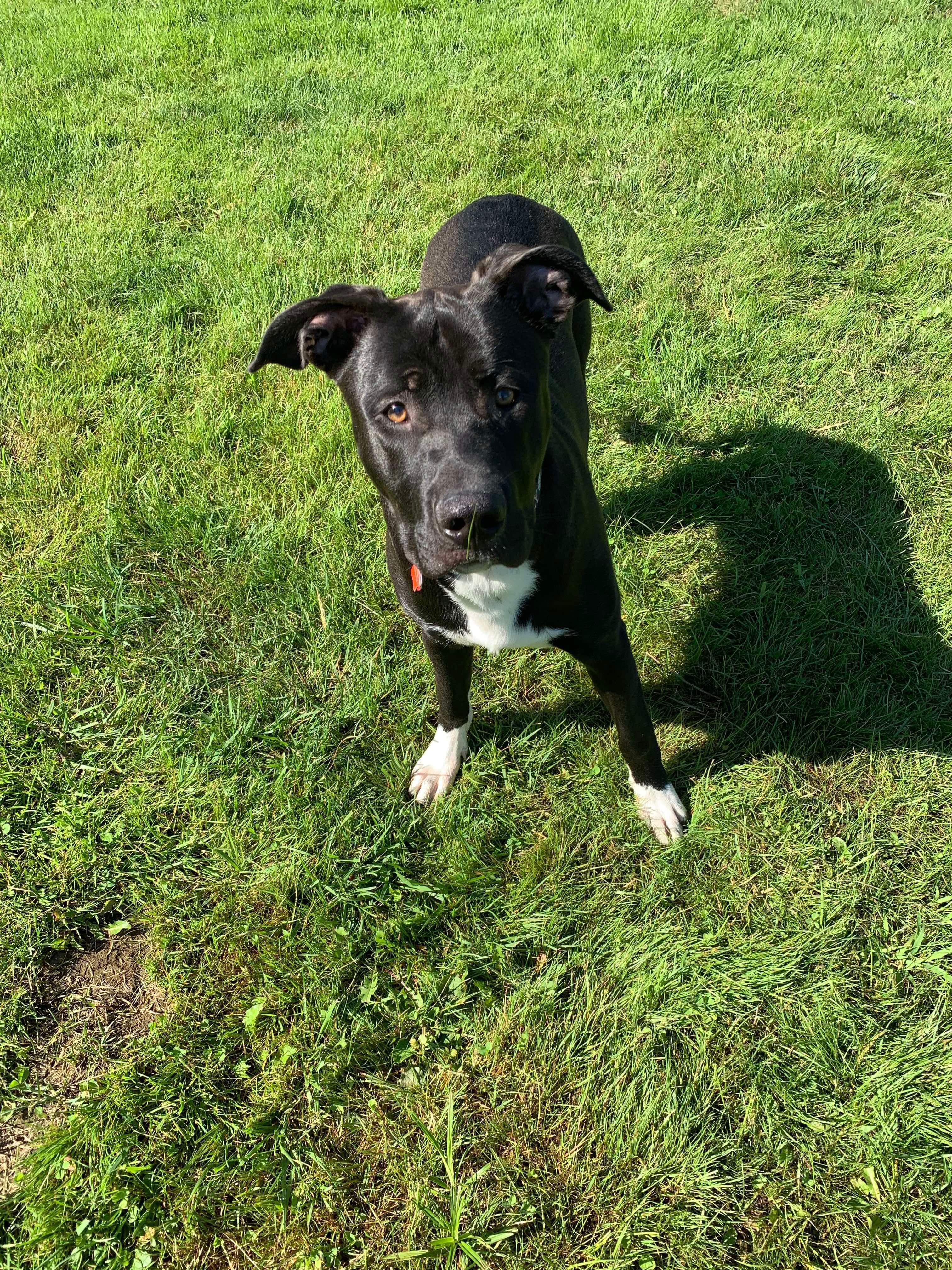 Potato, an adoptable Pit Bull Terrier, German Shepherd Dog in Glover, VT, 05839 | Photo Image 2