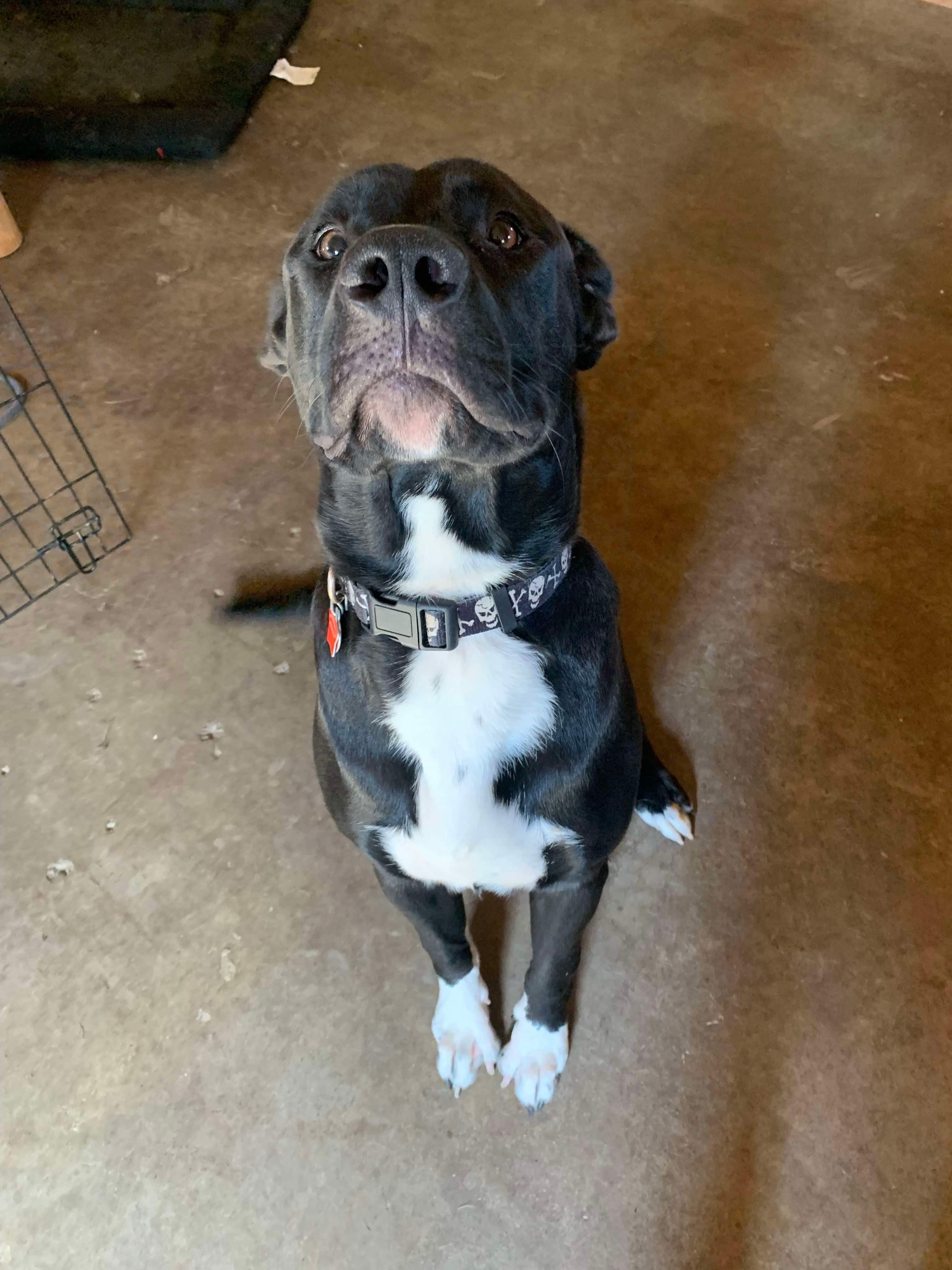 Potato, an adoptable Pit Bull Terrier, German Shepherd Dog in Glover, VT, 05839 | Photo Image 3