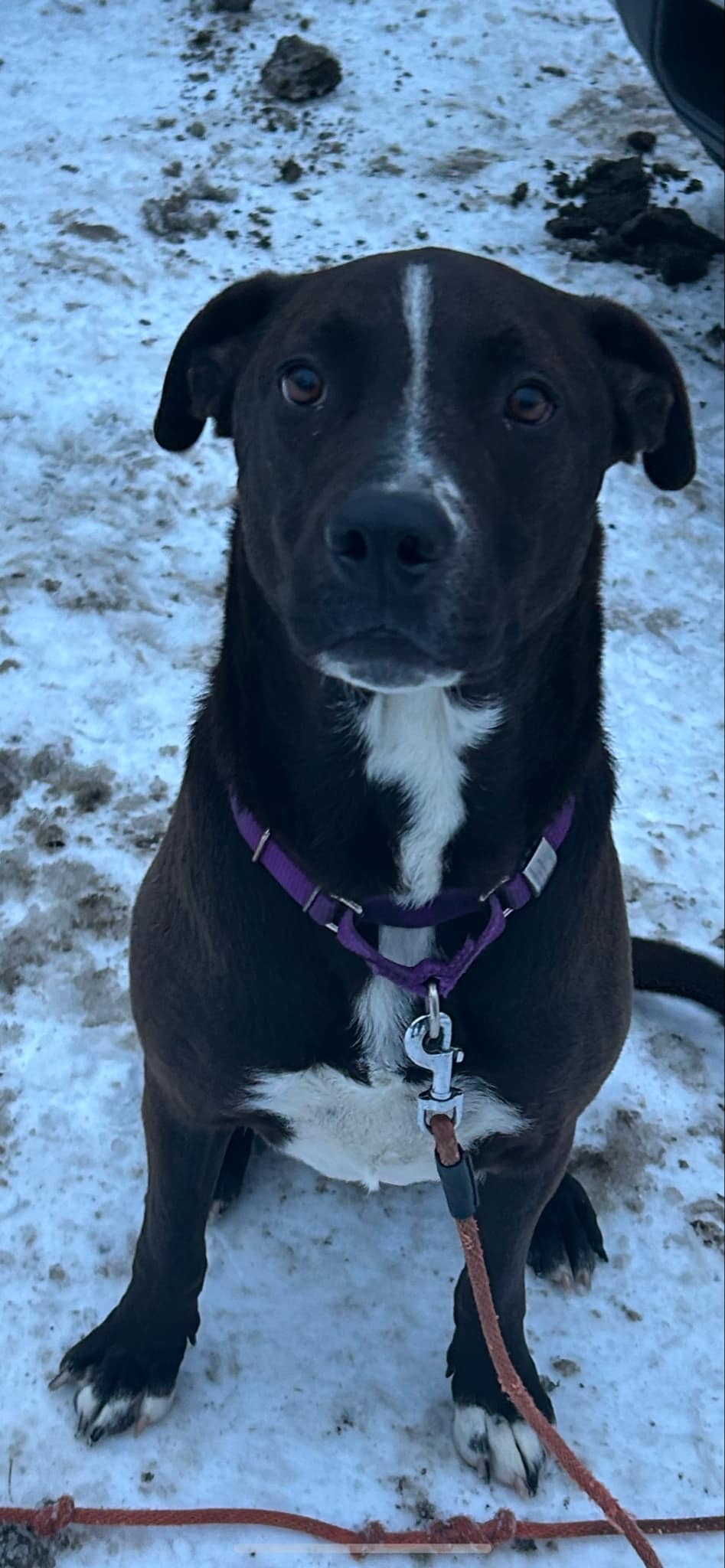 Wag, an adoptable Labrador Retriever in Glover, VT, 05839 | Photo Image 1