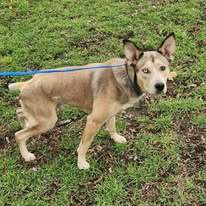 Baloo, an adoptable Husky, Mixed Breed in Pendleton, OR, 97801 | Photo Image 1