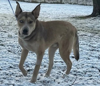 Baloo, an adoptable Husky, Mixed Breed in Pendleton, OR, 97801 | Photo Image 2