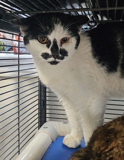S`mores cat, an adoptable Domestic Short Hair in Pendleton, OR, 97801 | Photo Image 1