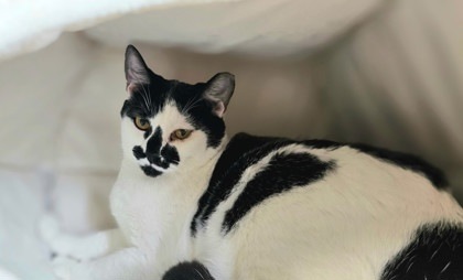 S`mores cat, an adoptable Domestic Short Hair in Pendleton, OR, 97801 | Photo Image 1