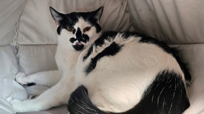 S`mores cat, an adoptable Domestic Short Hair in Pendleton, OR, 97801 | Photo Image 2