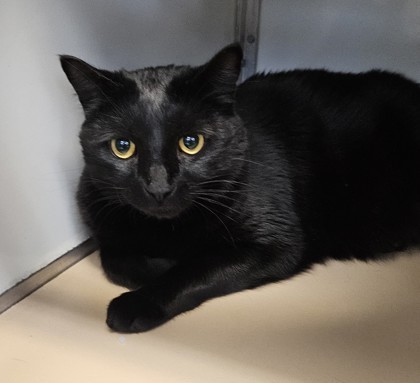 Silas, an adoptable Domestic Short Hair in Pendleton, OR, 97801 | Photo Image 1