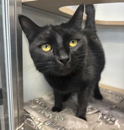 Silas, an adoptable Domestic Short Hair in Pendleton, OR, 97801 | Photo Image 2