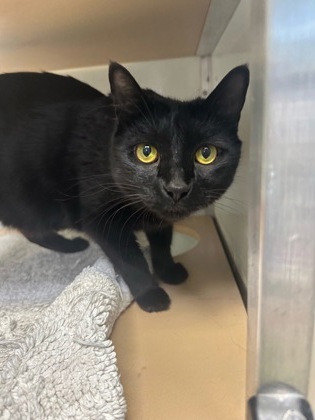 Silas, an adoptable Domestic Short Hair in Pendleton, OR, 97801 | Photo Image 3