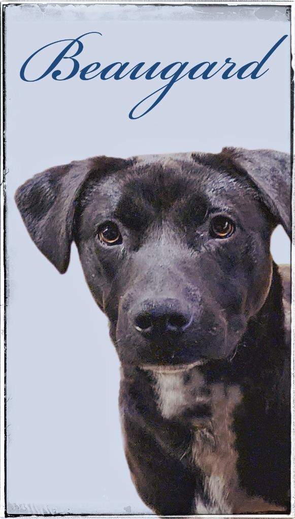 Beaugard, an adoptable Black Labrador Retriever, Australian Shepherd in Gold Beach, OR, 97444 | Photo Image 1