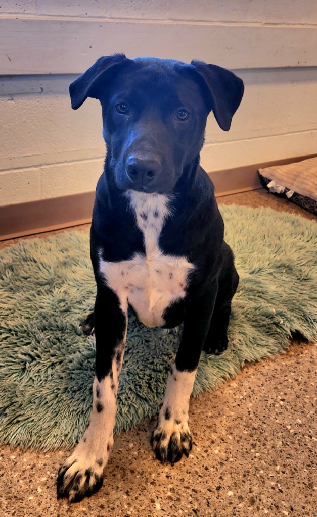Beaugard, an adoptable Black Labrador Retriever, Australian Shepherd in Gold Beach, OR, 97444 | Photo Image 2
