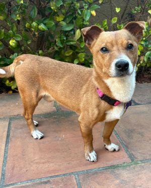 All of our dogs are spayedneutered shots current DHPP Bordetella and Rabies where applicable d