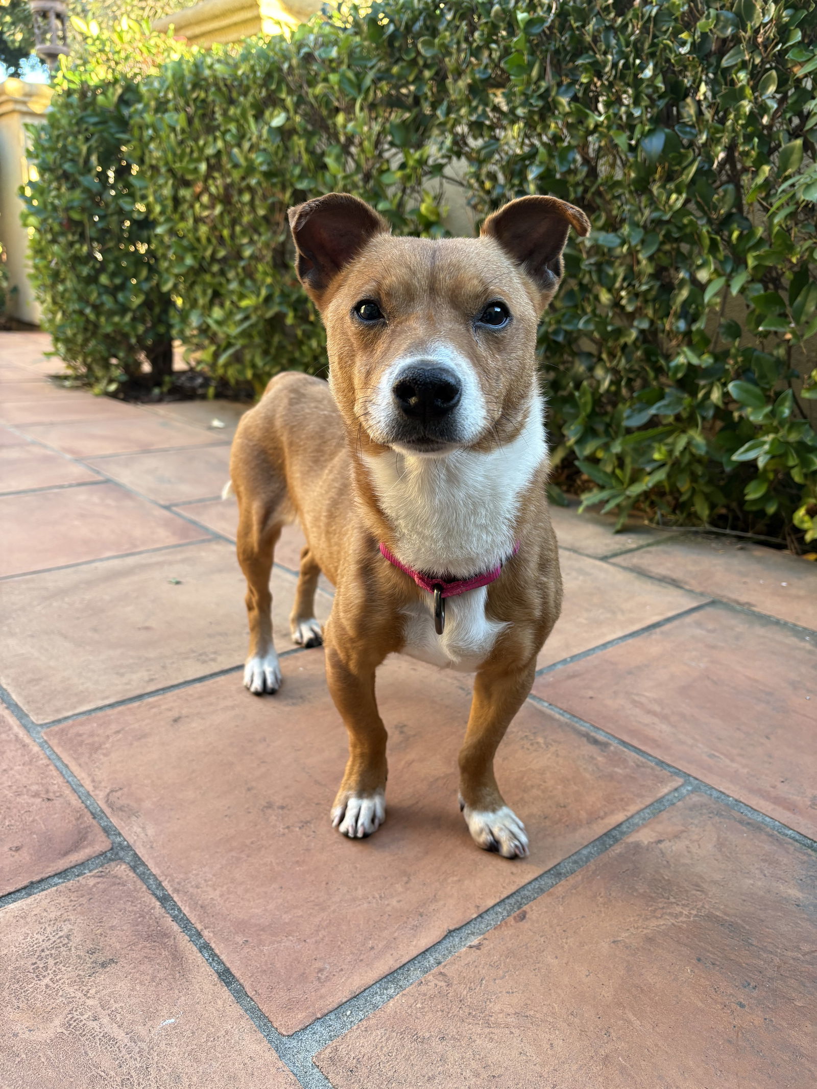 Crockpot, an adoptable Basenji, Corgi in Palo Alto, CA, 94306 | Photo Image 2