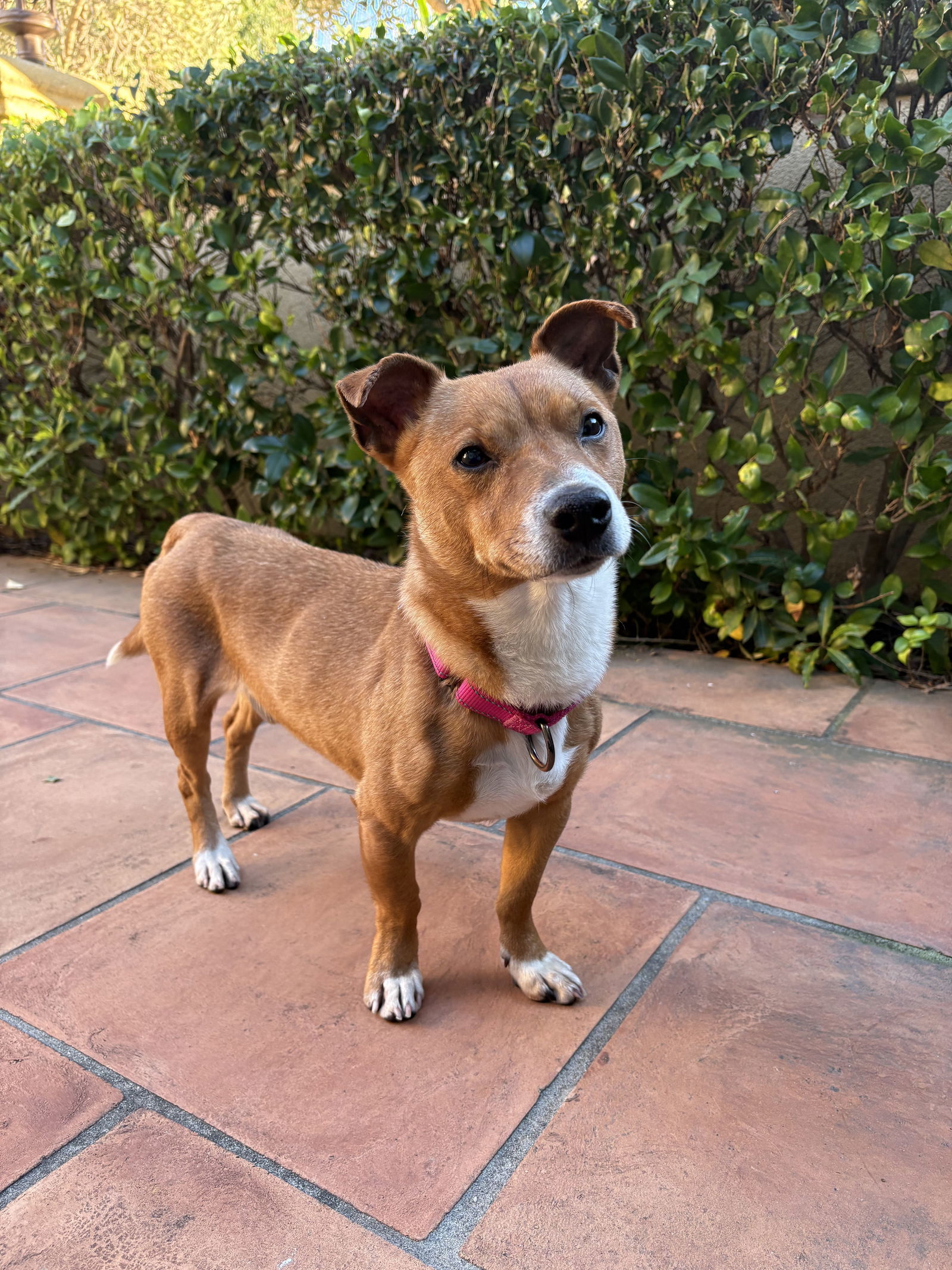 Crockpot, an adoptable Basenji, Corgi in Palo Alto, CA, 94306 | Photo Image 3