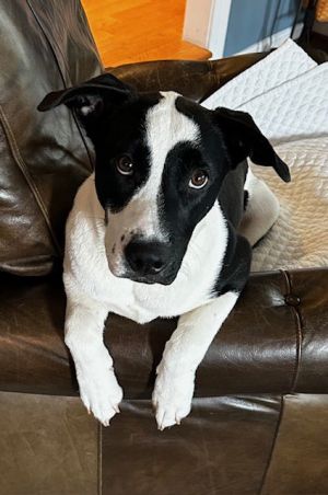 Oreo *FEE WAIVED*, Baby Male Labrador Retriever