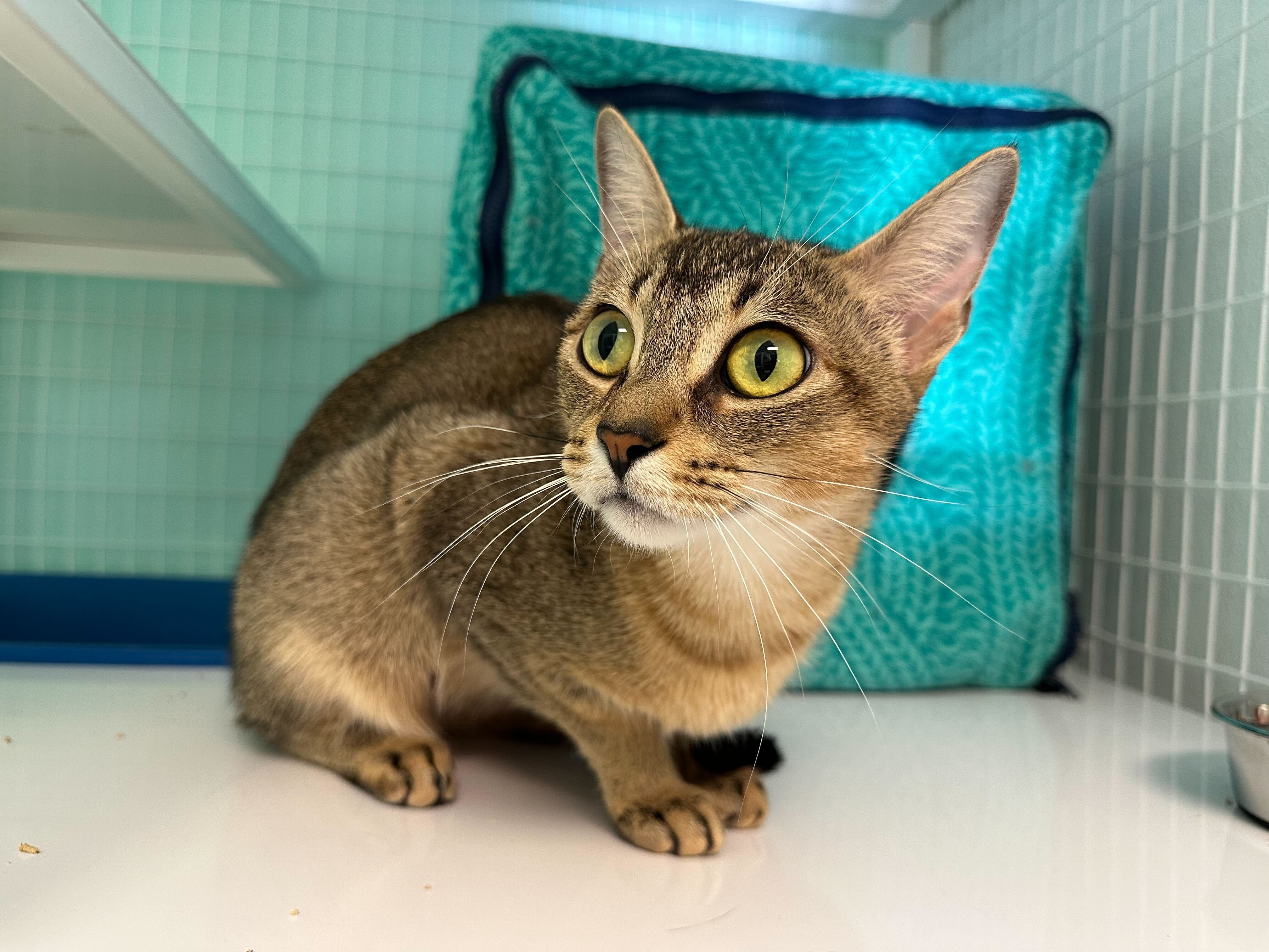 Phoebe, an adoptable Chausie in Bothell, WA, 98012 | Photo Image 1