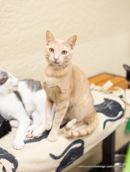 Muffin, an adoptable Domestic Short Hair in Parlier, CA, 93648 | Photo Image 1