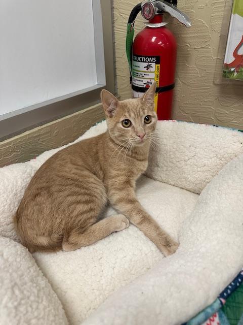 Muffin, an adoptable Domestic Short Hair in Parlier, CA, 93648 | Photo Image 2