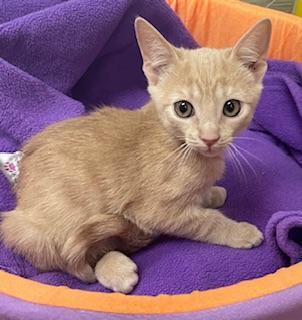 Muffin, an adoptable Domestic Short Hair in Parlier, CA, 93648 | Photo Image 3