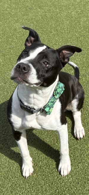Newton (in foster), Young Male Pit Bull Terrier