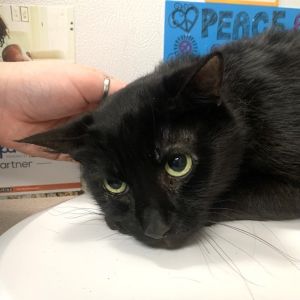 Blaine, Senior Male Domestic Short Hair