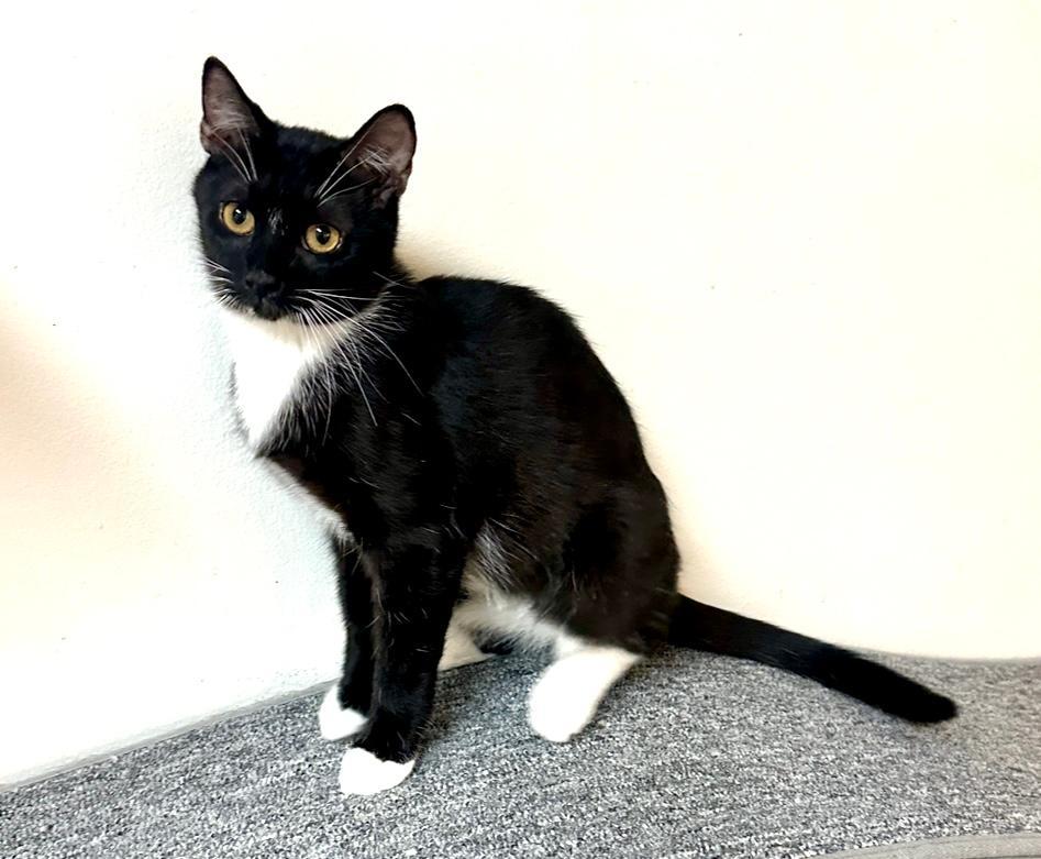 Led, an adoptable Tuxedo in West Hills, CA, 91307 | Photo Image 1
