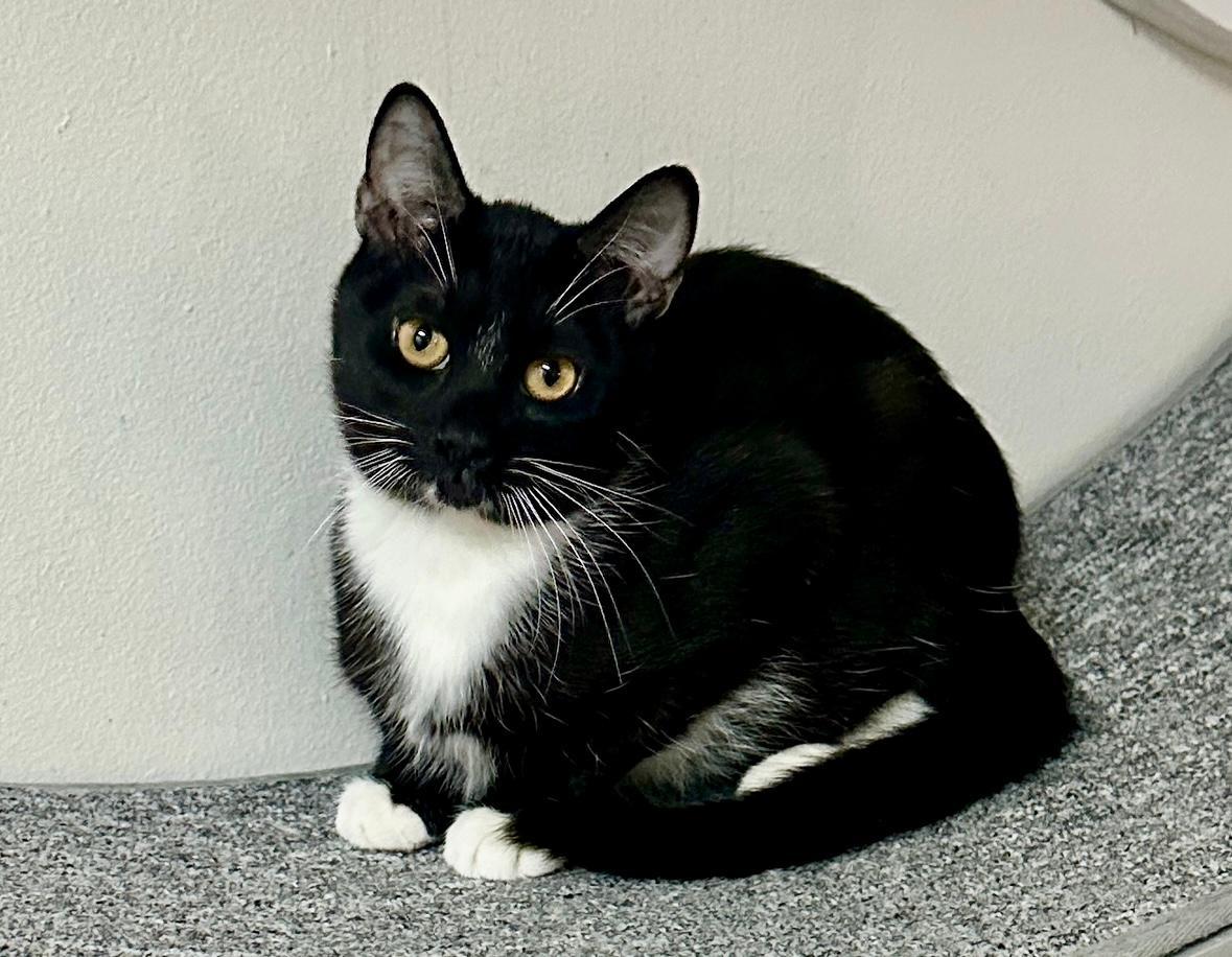 Led, an adoptable Tuxedo in West Hills, CA, 91307 | Photo Image 2