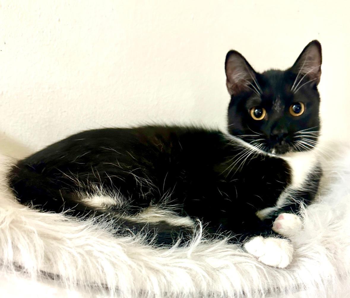 Led, an adoptable Tuxedo in West Hills, CA, 91307 | Photo Image 3