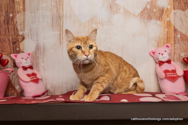 Tawny, an adoptable Tabby in Parlier, CA, 93648 | Photo Image 1
