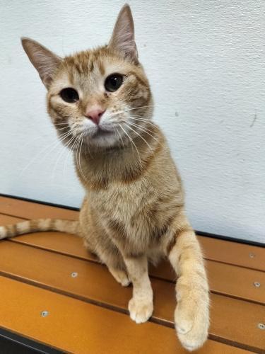 Tawny, an adoptable Tabby in Parlier, CA, 93648 | Photo Image 2