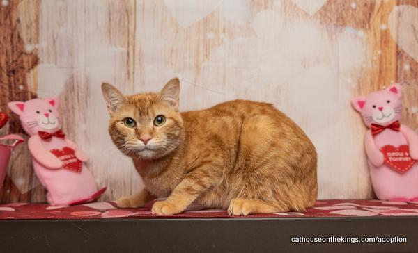 Tawny, an adoptable Tabby in Parlier, CA, 93648 | Photo Image 3