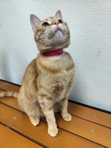 Tawny, an adoptable Tabby in Parlier, CA, 93648 | Photo Image 4