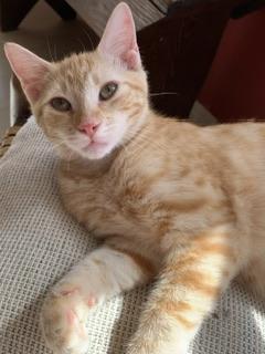 Tawny, an adoptable Tabby in Parlier, CA, 93648 | Photo Image 5