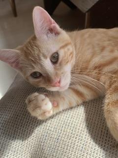 Tawny, an adoptable Tabby in Parlier, CA, 93648 | Photo Image 6