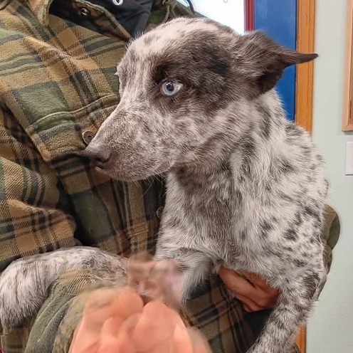 Found Dog, an adoptable Mixed Breed in Buffalo, WY, 82834 | Photo Image 1